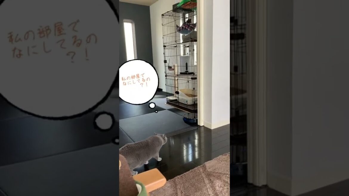 初めてお掃除ロボとの出会った猫【シャルトリュー】#Shorts