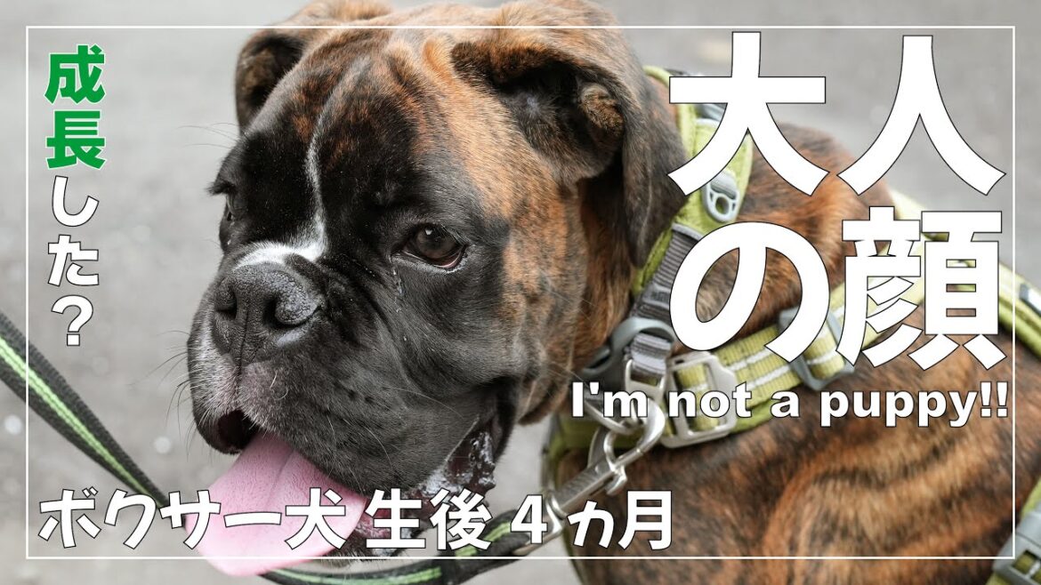 ボクサー犬 生後4ヶ月の子犬の顔が大人びてきた