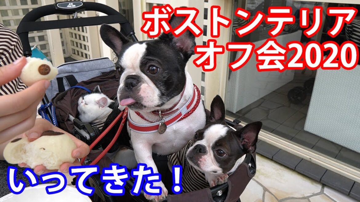 ボストンテリアオフ会2020 in 小谷流の里ドギーズアイランドに参加しました！ボステリだらけ！！