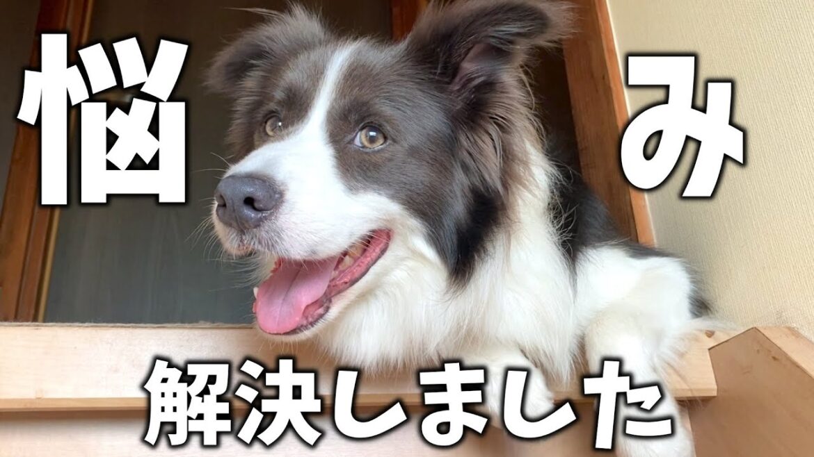 【苦悩】1年9ヶ月間苦しめられてきた悩みが解決しました【ボーダーコリー】