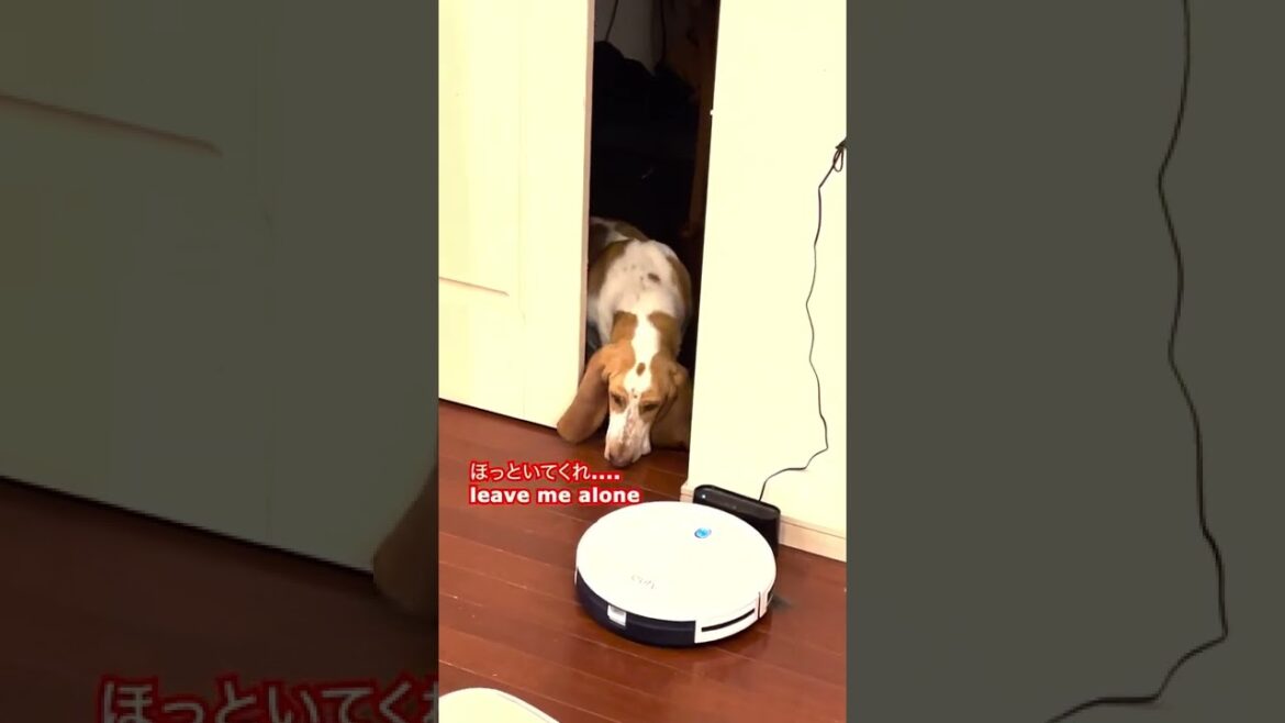 「おいで」未だ理解できているか微妙なバセットハウンド　#bassethound #バセットハウンド #dog #いぬ #子犬 #子犬