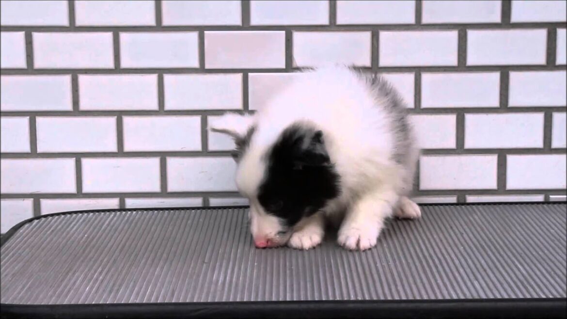 シェットランド・シープドッグ（シェルティー）東京都ブリーダー子犬販売情報
