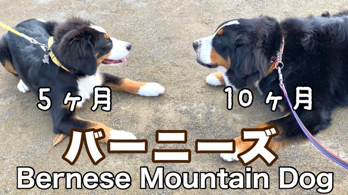 可愛いパピーちゃんと遭遇！バーニーズマウンテンドッグ【大型犬】10ヶ月
