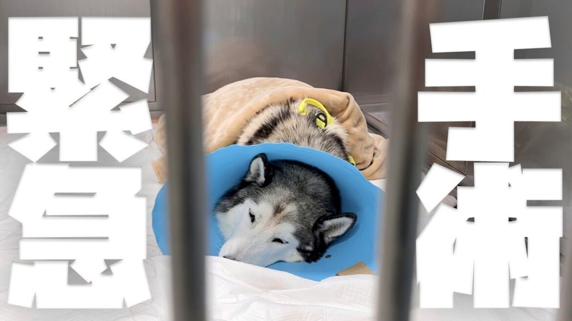 【保護犬】飼育放棄された6歳のシベリアンハスキーが我が家にやってきたら大変なことになった【後編】
