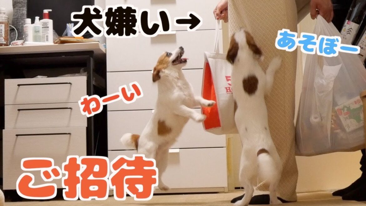 犬嫌いな友達を多頭飼いの家に招いてみた/ジャックラッセルテリア/多頭飼い