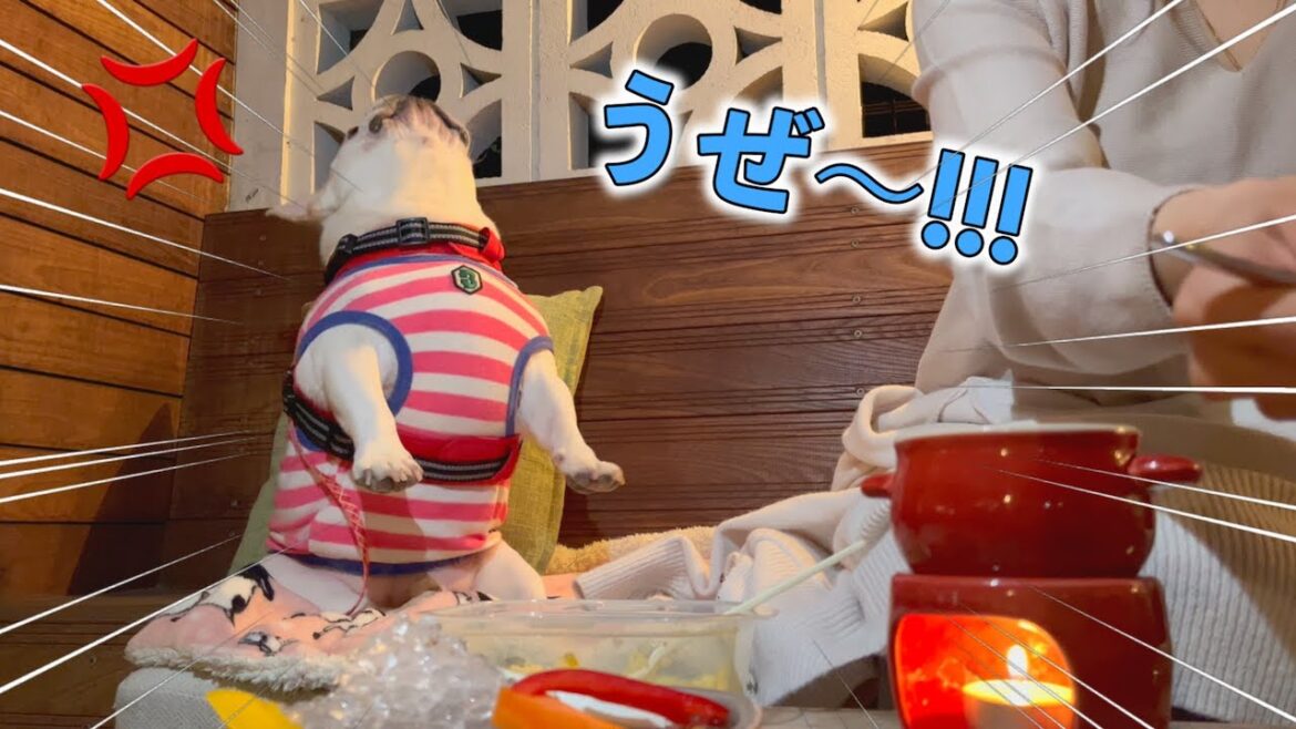 幸せすぎてちょっかい出したらキレられましたw w【フレンチブルドッグ frenchbulldog】