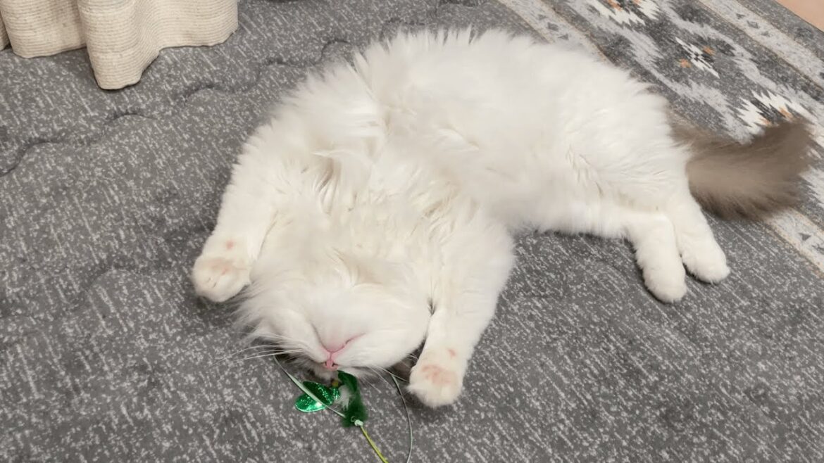 猫じゃらしを枕にして寝転がる猫が可愛い【ラグドール】