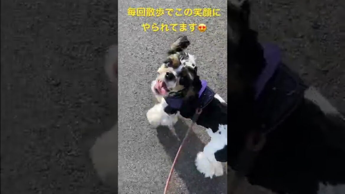 〜最高の笑顔が見たいならアメコカチーズ #アメリカンコッカースパニエル #癒し #ペット