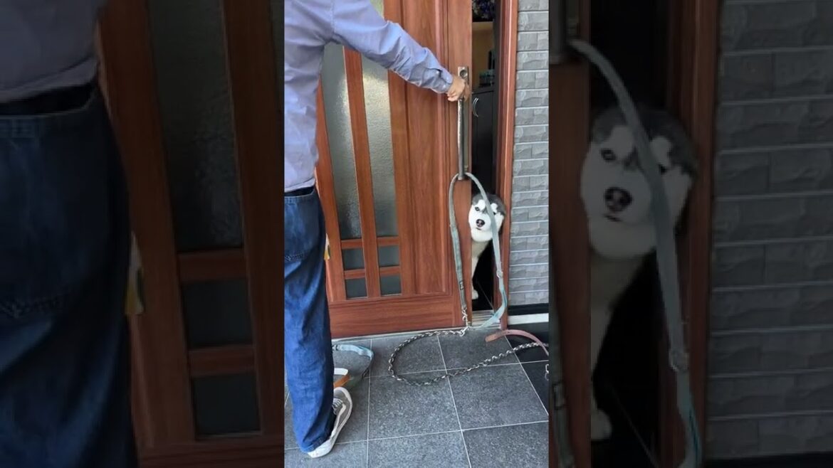 飼い主の帰りを待ち構えるシベリアンハスキー　#やまだ