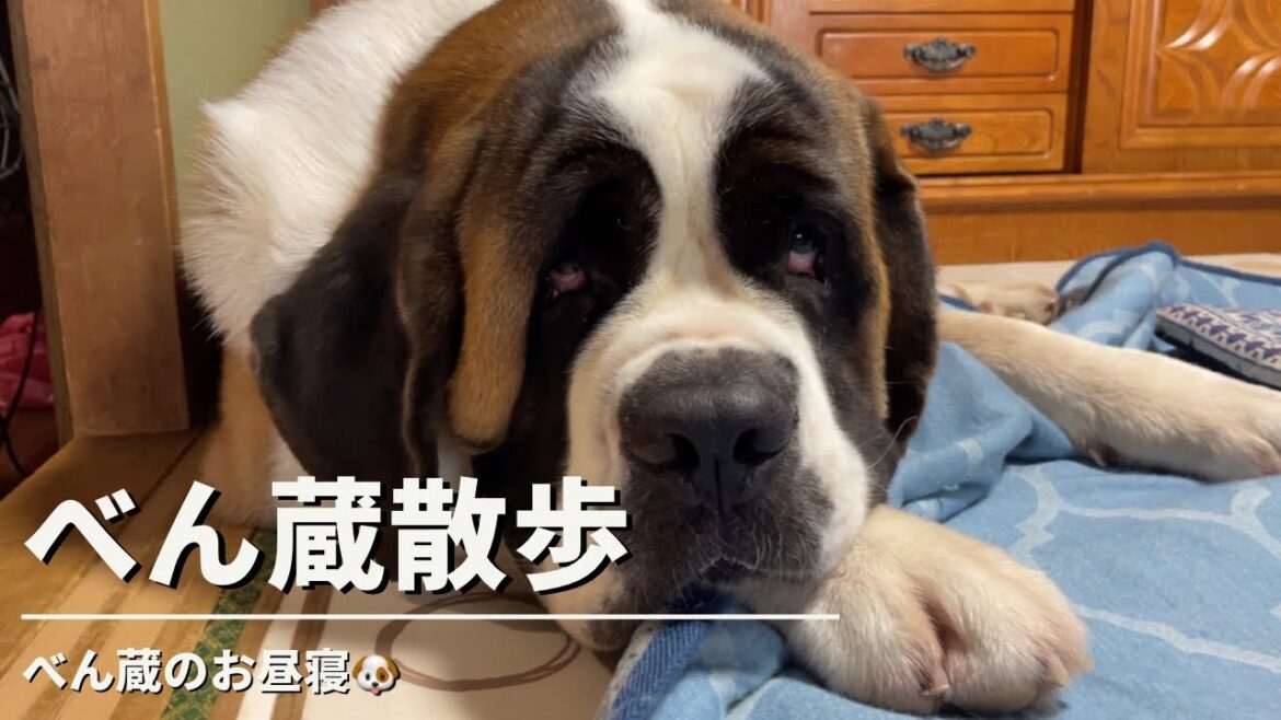 【大型犬•セントバーナード】べん蔵のお昼寝