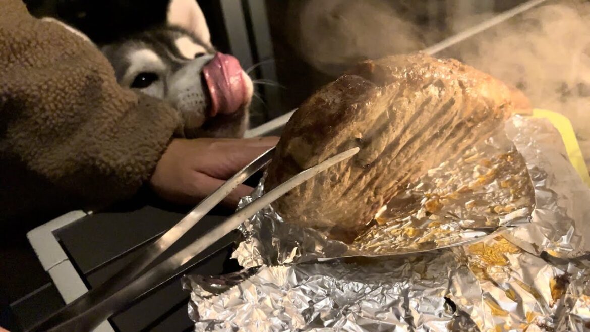 初の肉塊を前に本能でヨダレが止まらないシベリアンハスキー