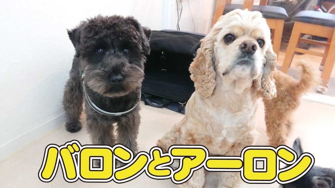 バロンとアーロン　🐶ひみつきちなう！①🐶 ミニチュアシュナウザー アメリカンコッカースパニエル 2022年11月3日