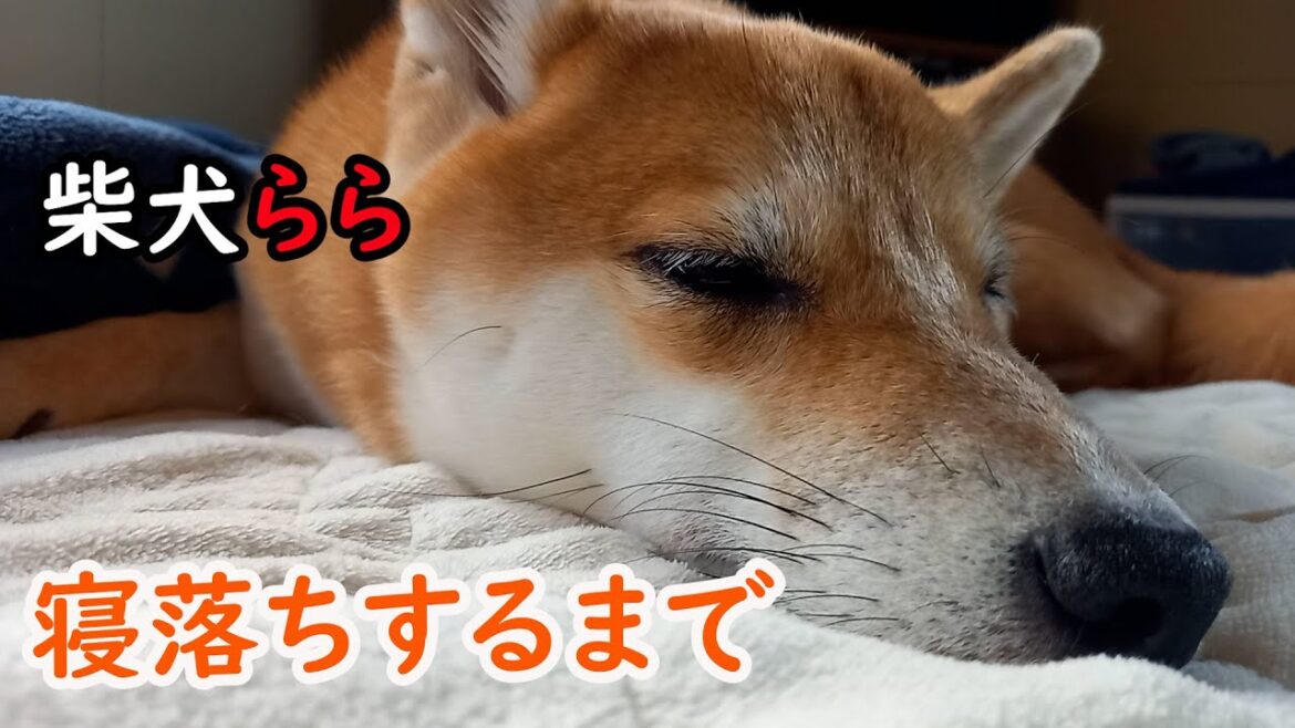 寝落ちするまで
