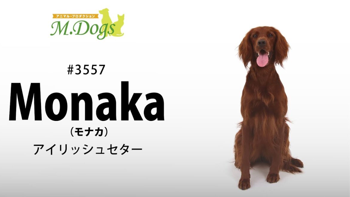 ペットモデル#3557 アイリッシュセター「Monaka(モナカ)」