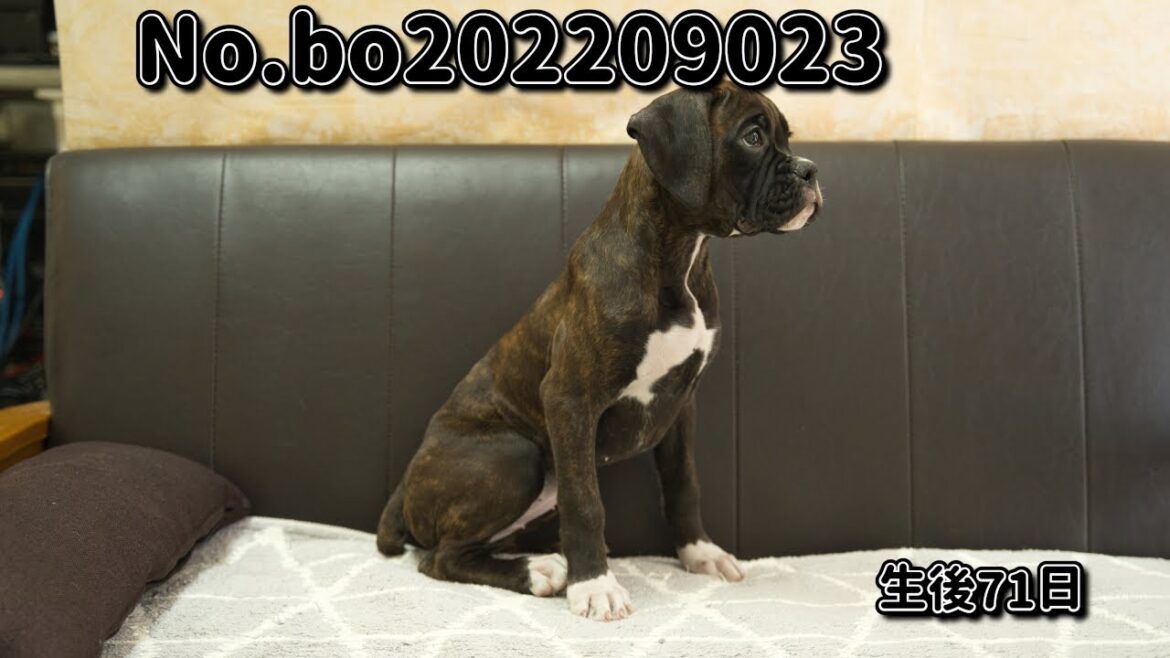 ボクサー犬の子犬販売 No.bo202209023 静岡県浜松市のブリーダー 2022年9月2日生 11月12日現在
