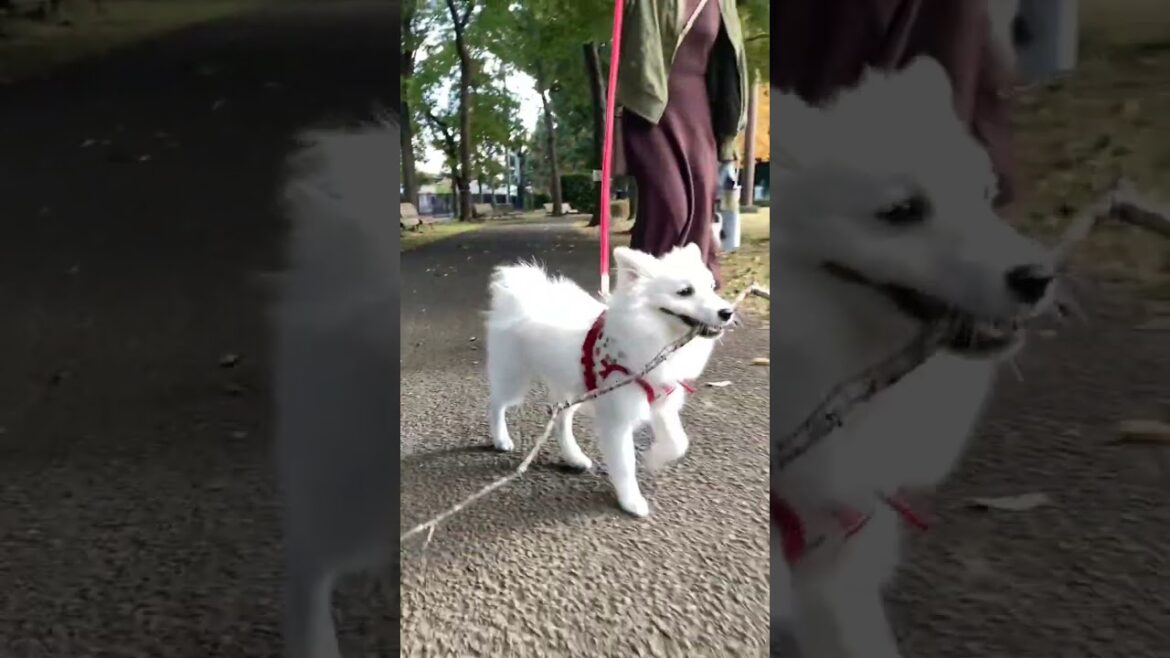 長い枝ほど価値がある【日本スピッツじゃむの嗜好】#犬と旅行