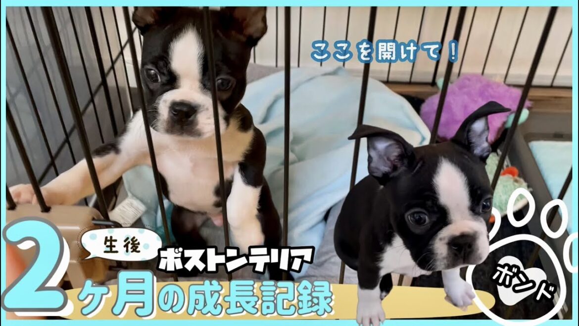 【ボストンテリア子犬】生後2ヶ月から3ヶ月までの成長記録