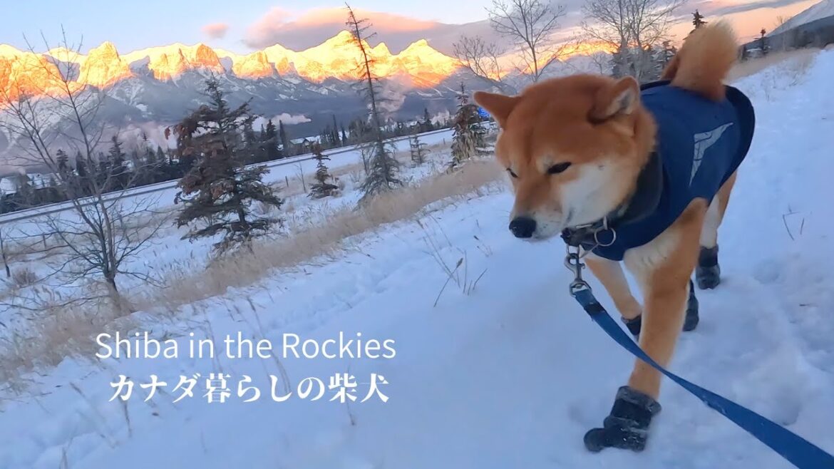 極寒マイナス28度なので仕方なく防寒具を着て散歩に行く柴犬【4K】カナダ海外生活
