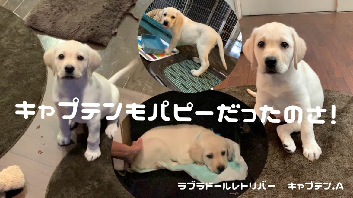ラブラドールレトリバー　キャプテン #71 キャプテンもパピーだったのさ！