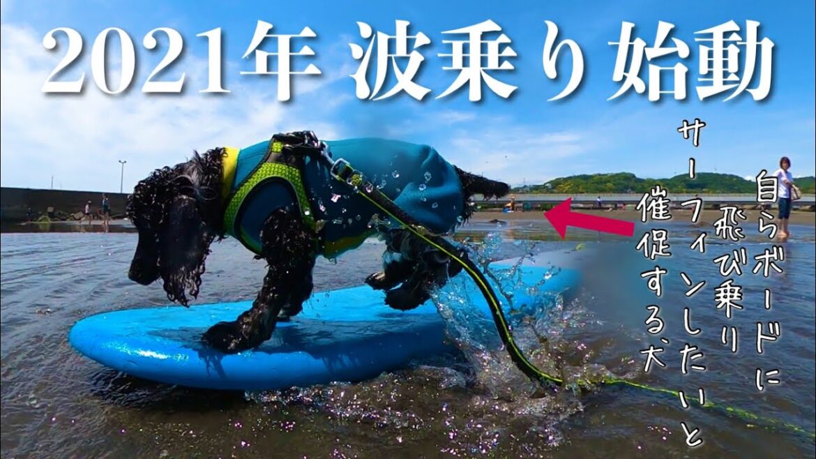 【ドッグサーフィン#12】2021年サーフィンシーズン到来！　イングリッシュコッカースパニエル「みみ」の気持ち