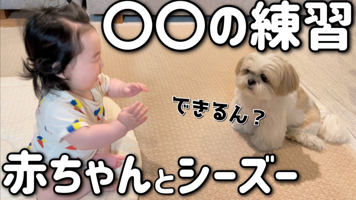 7ヶ月の息子とシーズー犬がおもしろそうなことをしていたので慌ててカメラを回しました【はに丸とおーちゃんの成長日記】