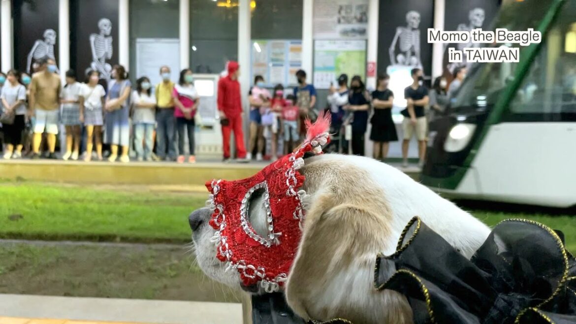 コスプレしてマーケットに行ってきたビーグル犬モモ🎃ハロウィン2022