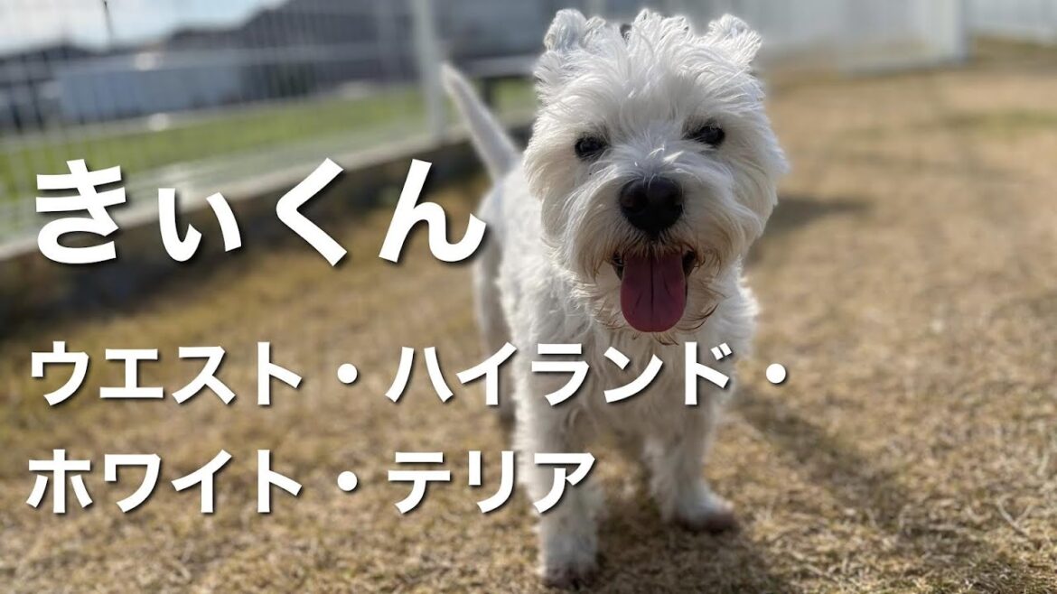 ウエストハイランドホワイトテリア　きぃくん【West Highland White Terrier】