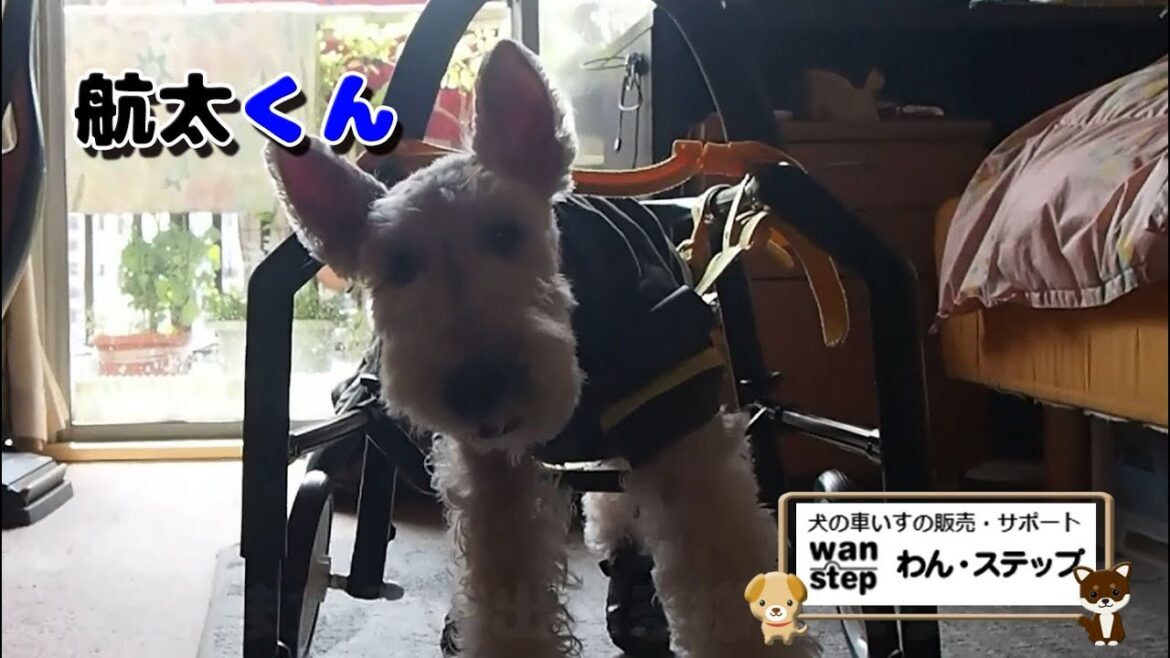 犬の車いすとワイヤーフォックステリア（航太くん）【わん・ステップ】