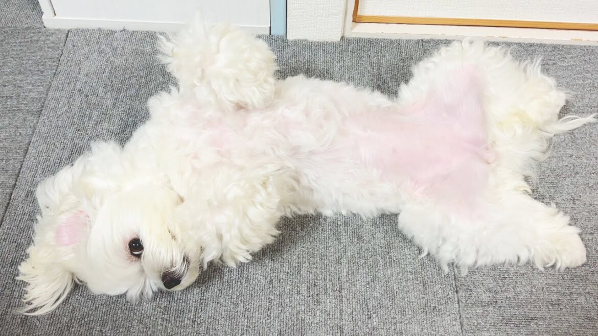 飼い主の帰りが遅くて愛犬がやさぐれてしまいました【マルチーズ】