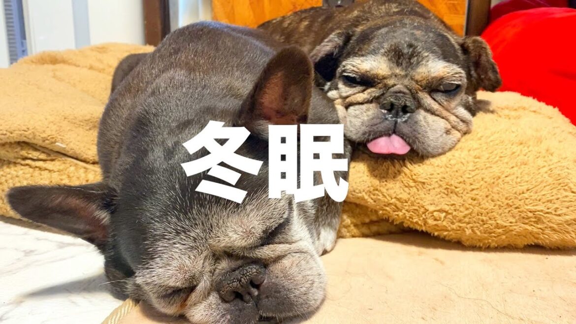 おばあちゃん姉妹は寝てばかり〜French bulldog〜フレンチブルドッグ  vlog @521