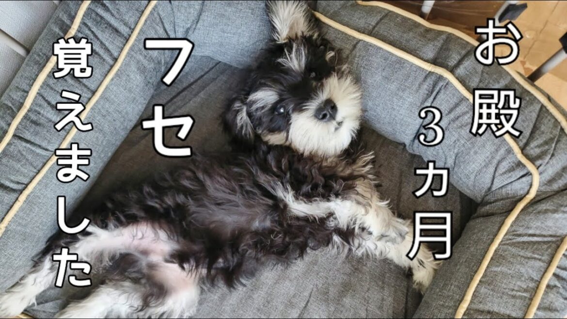 【お殿はふせを覚えた！】ミニチュアシュナウザー🐶伏せの癖が強い！　　　#ミニチュアシュナウザー　#子犬3ヵ月　#子犬　#ミニチュアシュナウザー子犬　#伏せ教え方　#3ヵ月子犬