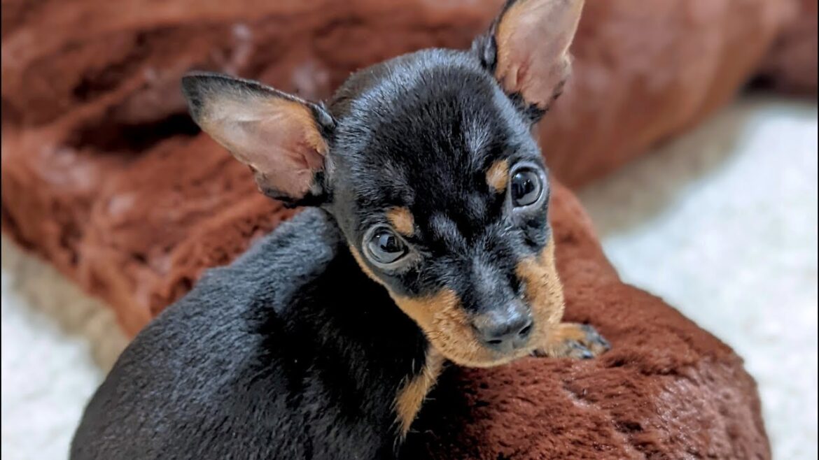 【ミニピンの子犬】成長の記録大公開！