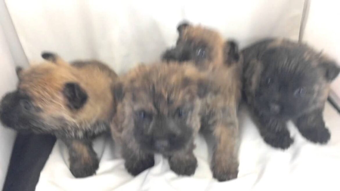 ケアーンテリア子犬1