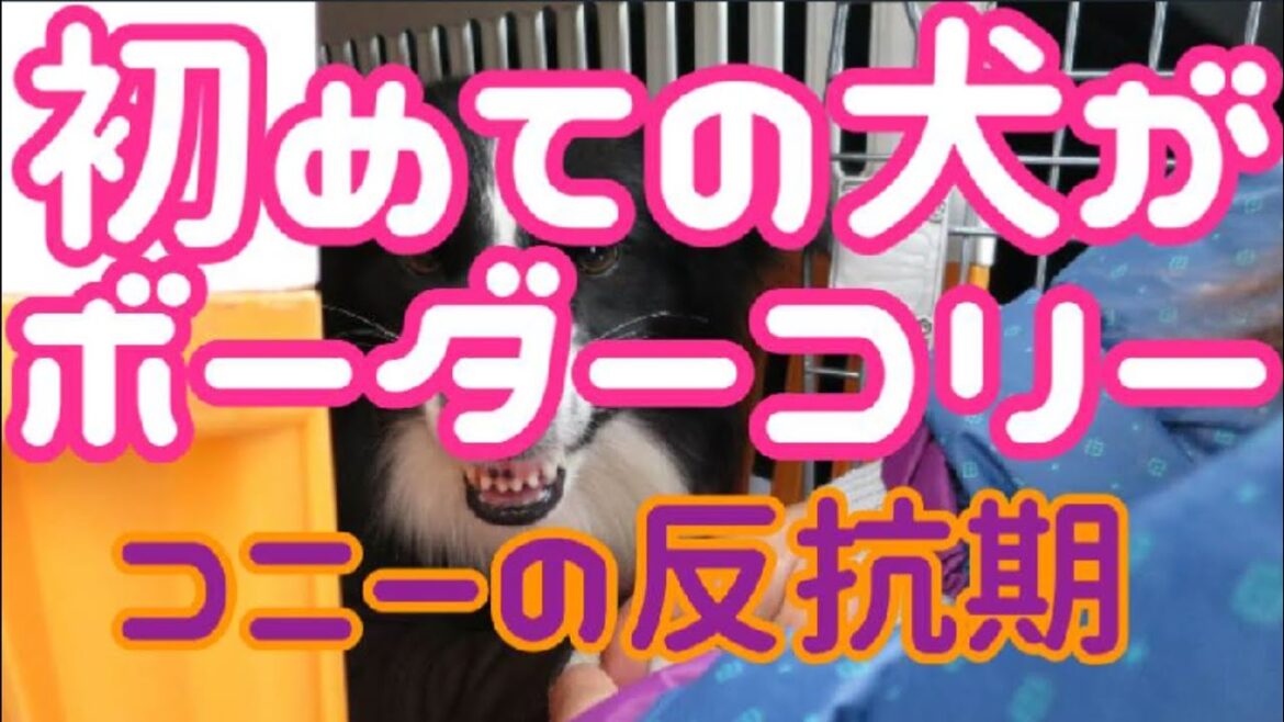 初めて飼う犬がボーダーコリーだった場合…反抗期・最も賢いと言われるボーダーコリーって本当に飼いやすい!?しつけの重要さ / If your first dog was a Border Collie 初めて飼う犬がボーダーコリーだった場合…反抗期・最も賢いと言われるボーダーコリーって本当に飼いやすい!?しつけの重要さ / If your first dog was a Border Collie