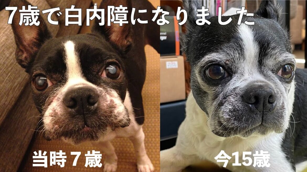 【犬の病気】7歳で白内障になったお話【ボストンテリア/Bostonterrier Lulu】