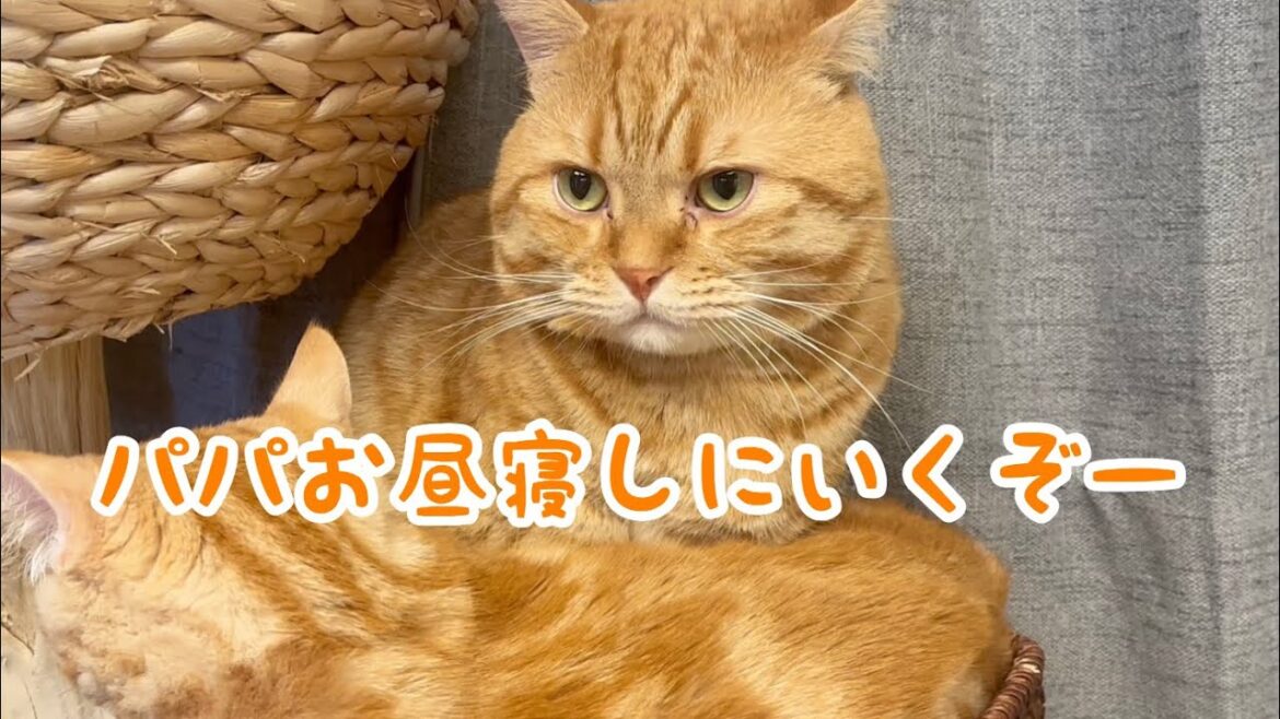 いつも子供たちに囲まれてるパパ猫。