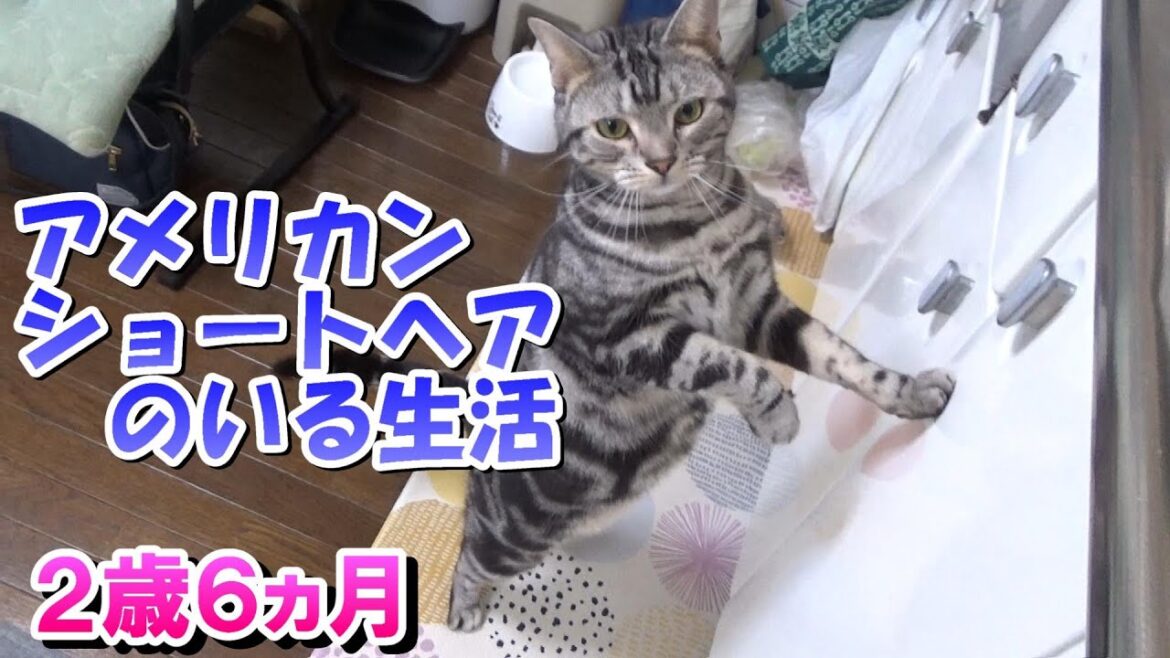 猫のいる日常（アメリカンショートヘア）