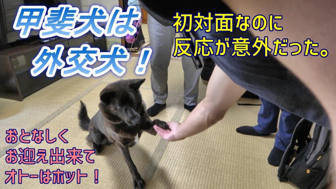 甲斐犬は外交犬！？　初対面の人への反応が意外すぎた