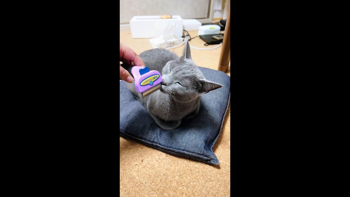【猫動画】苦手なファーミネーターを受け入れるロシアンブルー【russianbule】Russian Blue accepts Furminator who is not good at it
