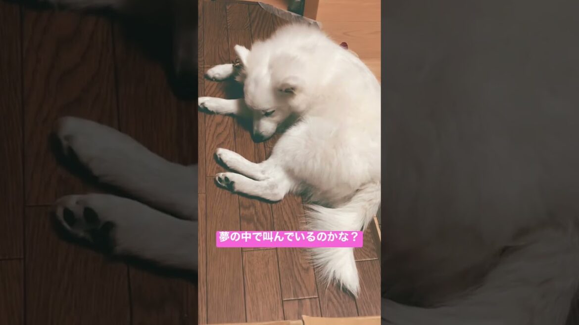 普段鳴かない犬が鳴くとき【日本スピッツじゃむの寝言】