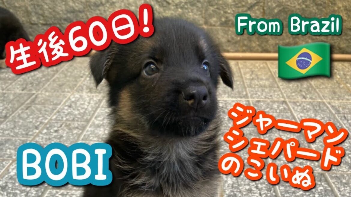 生後60日★ジャーマンシェパード 子犬!遊んで〜食べて〜寝て 癒し 可愛い シェパード兄弟 生後60日★ジャーマンシェパード 子犬!遊んで〜食べて〜寝て 癒し 可愛い シェパード兄弟