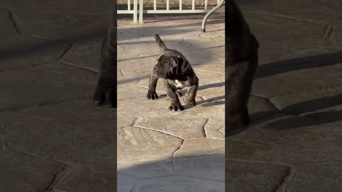 Show Stopping Neapolitan Mastiff Puppy