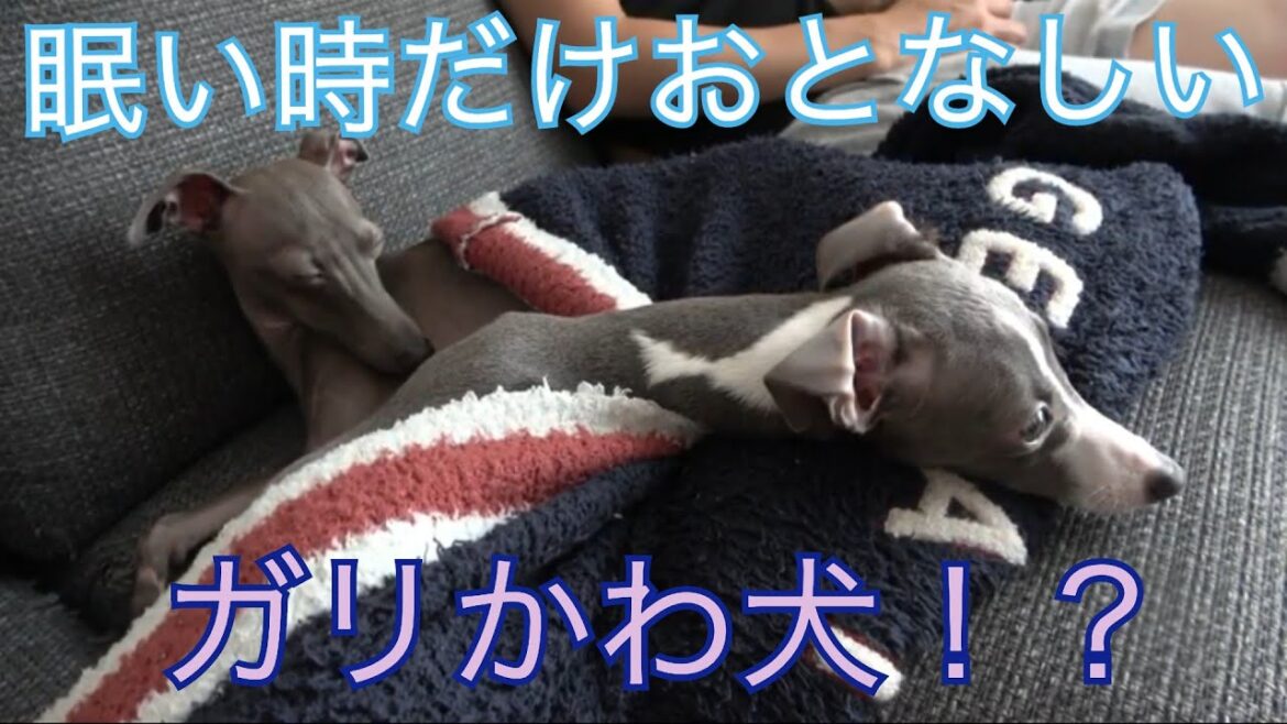 この犬、静かなのは眠い時だけである。【イタリアングレーハウンド 】