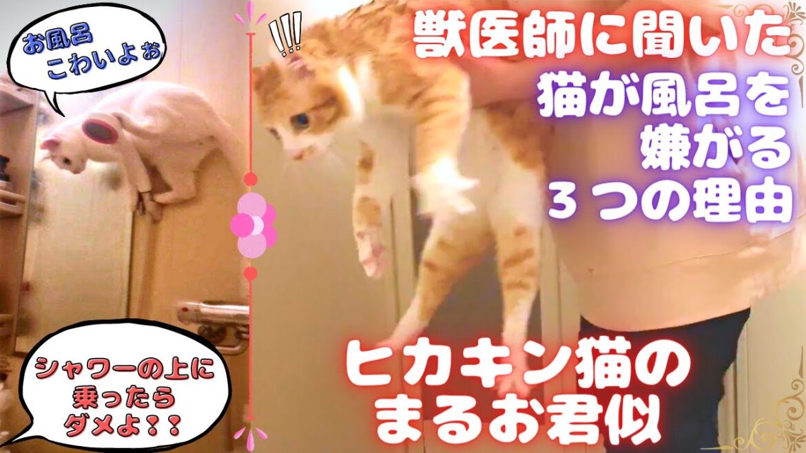 Hikakinまるおくん似【保護猫 大絶叫‼】初めてのお風呂で暴れ狂う /  #猫 #cat #Hikakin #まるお