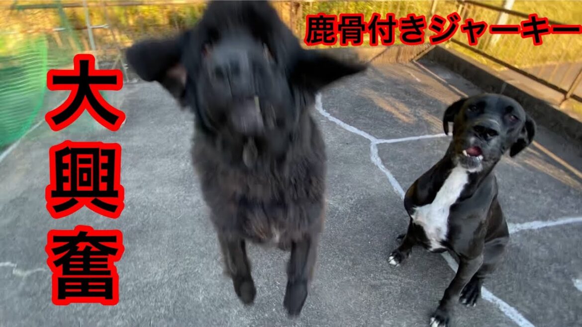 鹿を食べる超大型犬 骨付き肉 ニューファンドランド グレートデン 多頭飼育 大型犬 ジビエ ジャーキー 田舎暮らし 庭ドッグラン 長毛 短毛