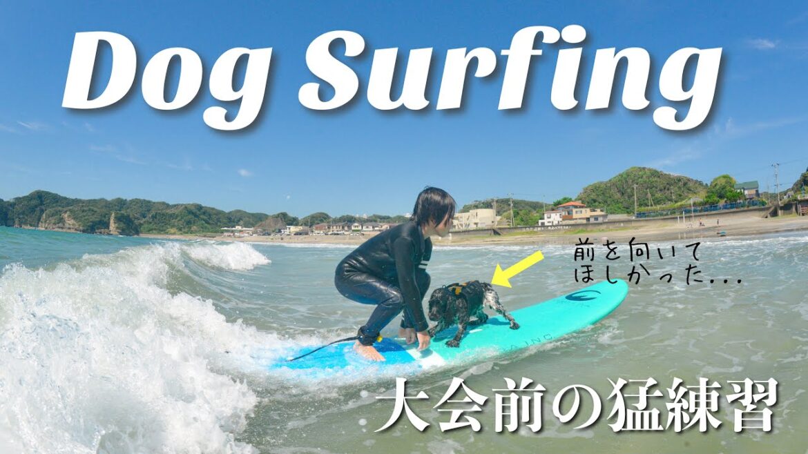 【ドッグサーフィン#16】大会前の猛練習！　イングリッシュコッカースパニエル「みみ」の気持ち
