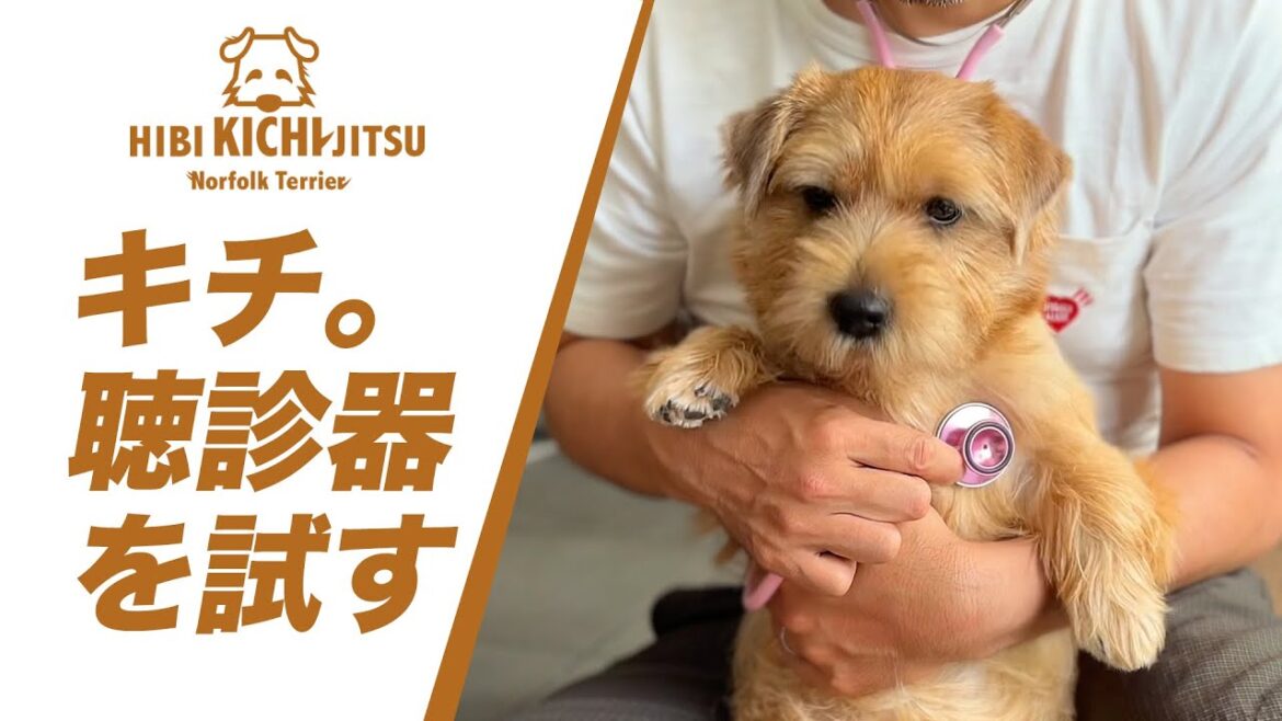 愛犬キチ。聴診器を試す！ 【ノーフォークテリア  norfolkterrier  犬 dog  】