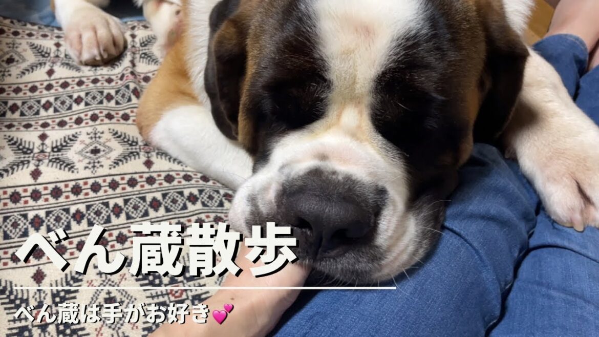 【大型犬セントバーナード】べん蔵は手が大好きです❤️