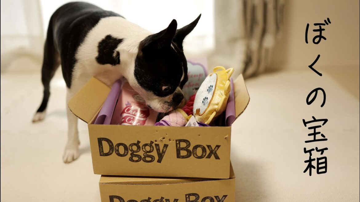 月に一度の至福の時間を堪能するボストンテリア【DoggyBox】