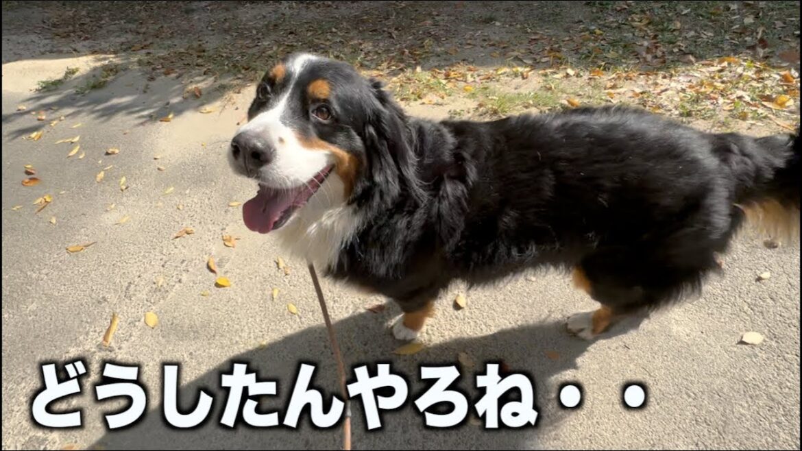 アデちゃんの歩き方が・・  変